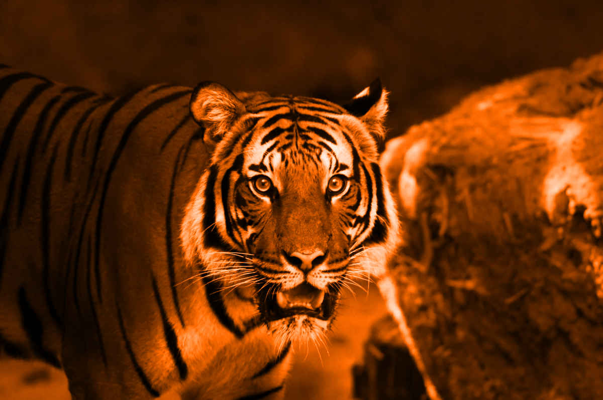 100 Things to Do at Princeton