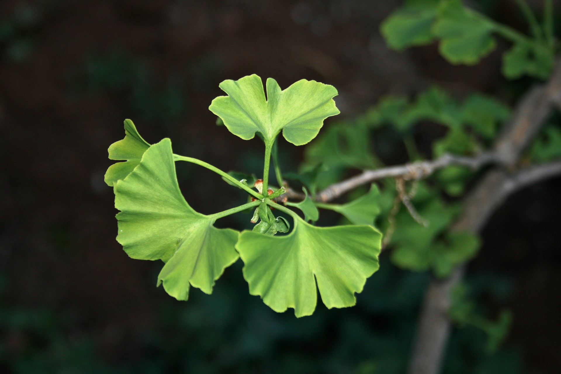 Gingko Leaves