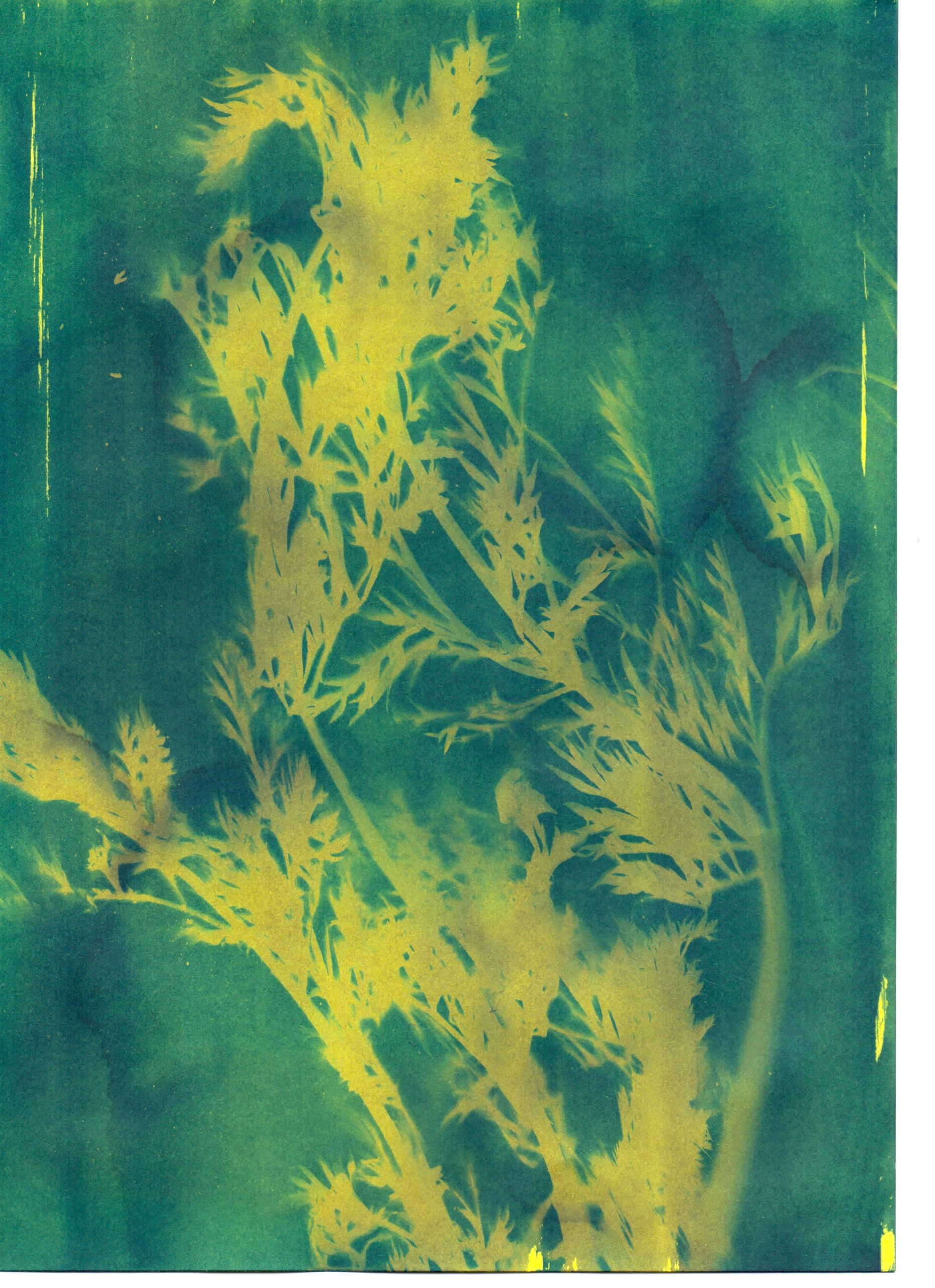 Carrot Cyanotype