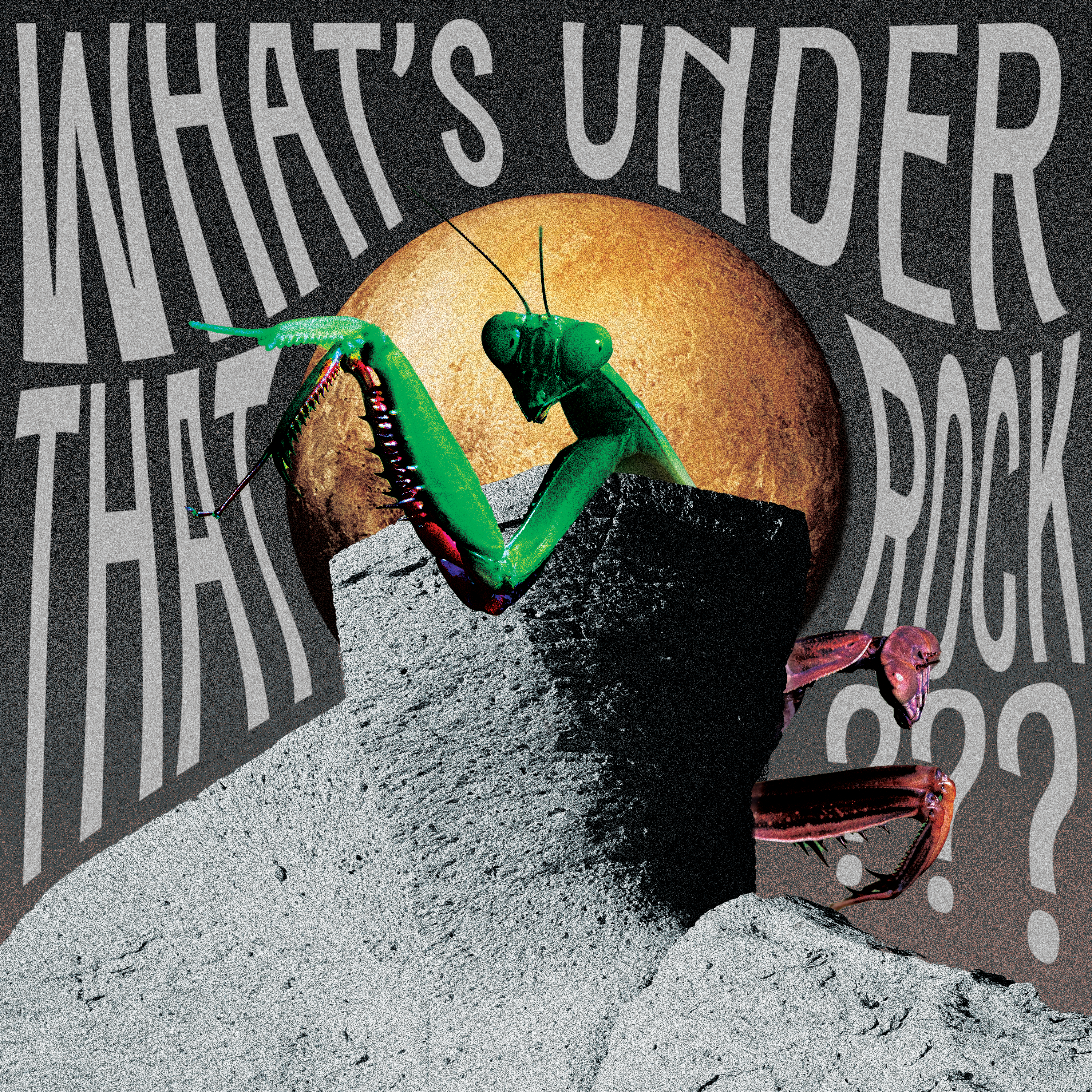 What’s Under That Rock?